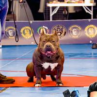 American bully Poket extreme