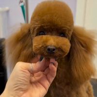 Barboncino minitoy per monta