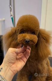 Barboncino minitoy per monta