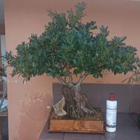 Bonsai Ficus Microcarpa 