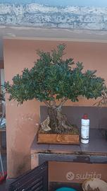 Bonsai Ficus Microcarpa 