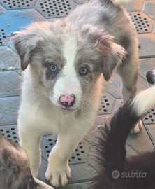 cuccioli border collie pedigree 