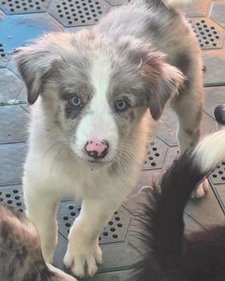 cuccioli border collie pedigree 
