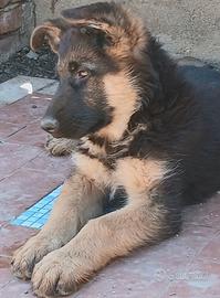 Vendita cucciolo di pastore tedesco