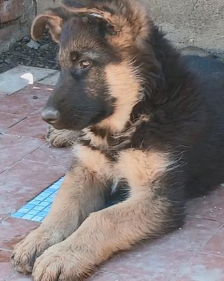 Vendita cucciolo di pastore tedesco