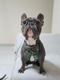 Disponibile per monta