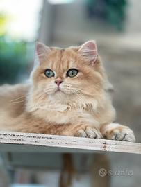 British longhair
