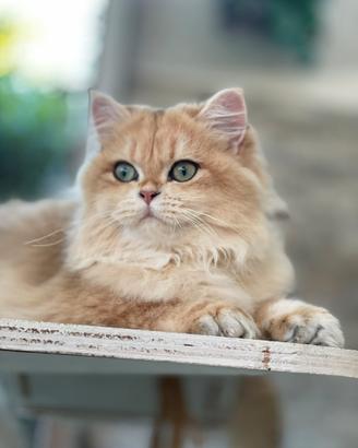 British longhair