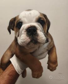Cucciolo di bulldog inglese