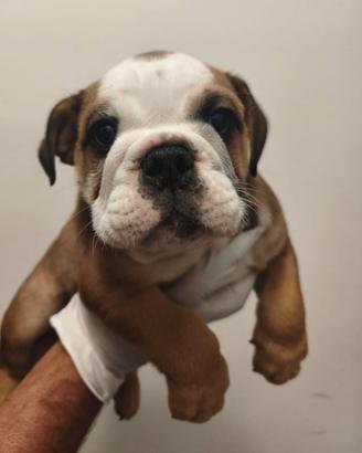 Cucciolo di bulldog inglese