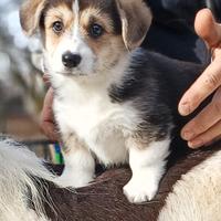 Welsh Corgi Pembroke