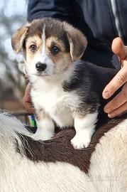 Welsh Corgi Pembroke