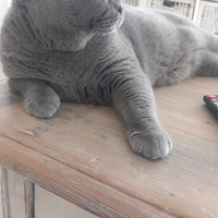 British Shorthair accoppiamento