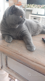 British Shorthair accoppiamento