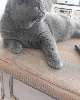 British Shorthair accoppiamento
