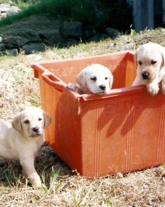 Labrador