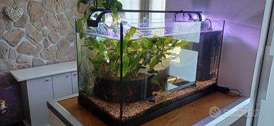 Acquario 60 litri