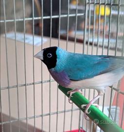 Coppia di diamanti di gould blu