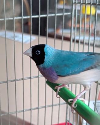 Coppia di diamanti di gould blu