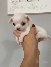 Chihuahuw