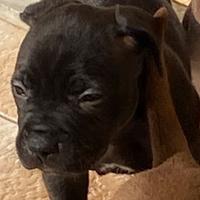 Pitbull