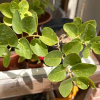 Piante cappero