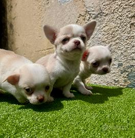 Chihuahua toy