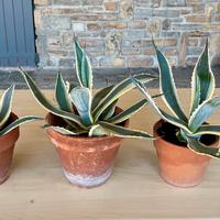 Agave americana 3 pezzi