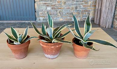 Agave americana 3 pezzi