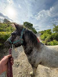 Pony