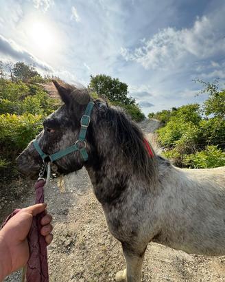 Pony