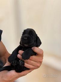 Cocker femmine nere con pedigree