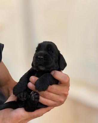 Cocker femmine nere con pedigree