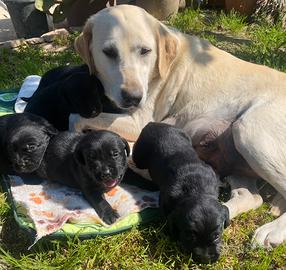 Cuccioli di Labrador color nero