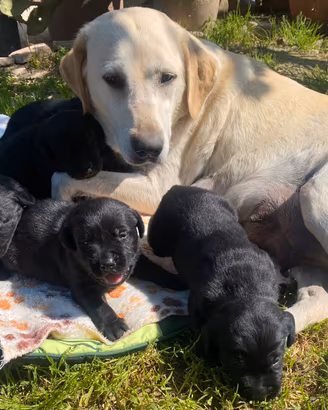 Cuccioli di Labrador color nero