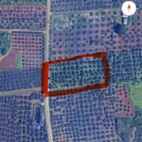 Terreno agricolo piante di ulivo