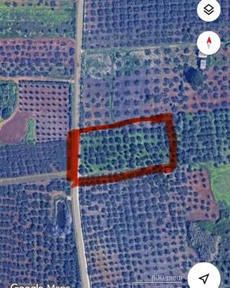 Terreno agricolo piante di ulivo
