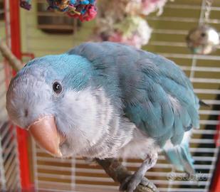 Parrocchetto blue malva 2025 e non solo