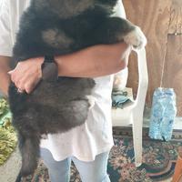 Cuccioli Pastore del Caucaso