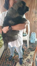 Cuccioli Pastore del Caucaso