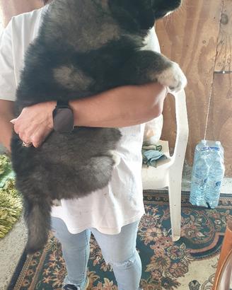 Cuccioli Pastore del Caucaso