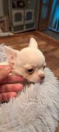 Maschietti razza chihuahua