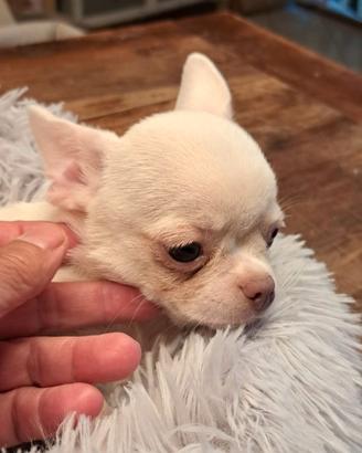 Maschietti razza chihuahua