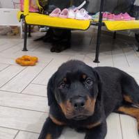 Cuccioli di Rottweiler