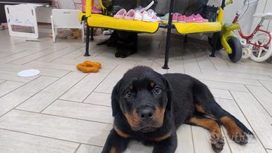 Cuccioli di Rottweiler