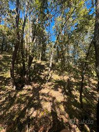 Terreno Località FUMARO (San Giovanni in Fiore)