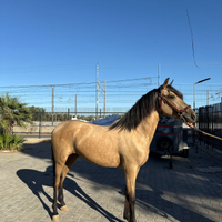 Cavallo spagnolo