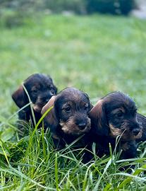 Cuccioli di bassotto