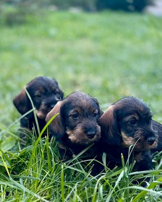 Cuccioli di bassotto