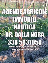Cantine con vigneti